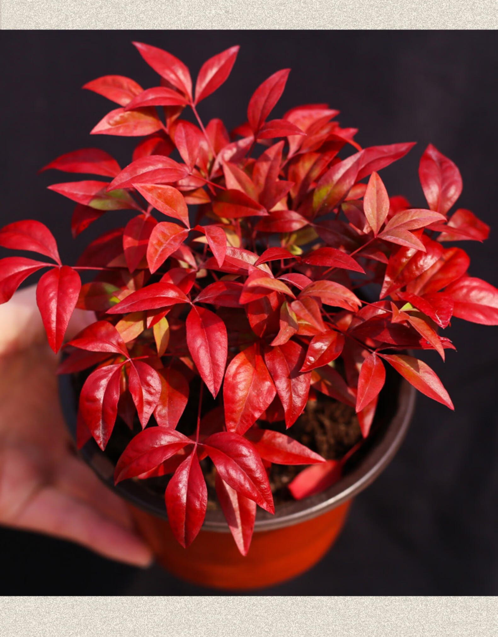 植物书房茶桌禅意微景观 四方包口凹面古铜泥紫砂盆火焰南天竹 底盘