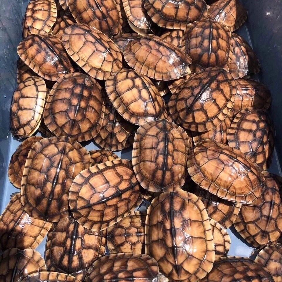 正宗石金线龟招财龟风水镇宅精品龟苗中华金钱草龟观赏宠物龟活体1214