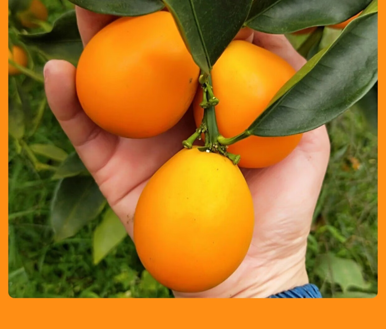 广西融安第三代脆蜜金桔金柑滑皮脆皮纯甜小金橘当季新鲜水果礼盒装