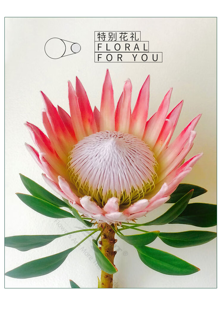 鲜花町南非进口帝王花公主皇后家庭婚礼礼品花束花期长可做干花 蓝色