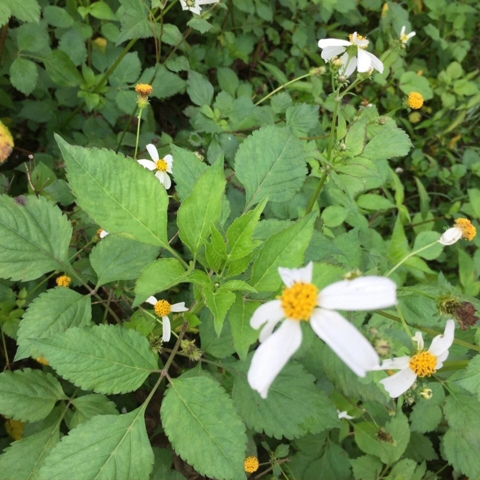 伟博新鲜现采野生鬼针草 现采新鲜三叶鬼针草中草药整棵带根500克 500