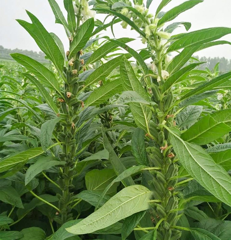 大禹 夏季黑芝麻种子高产养生芝麻籽 绿宝白芝麻种子 25gx5袋【耐热