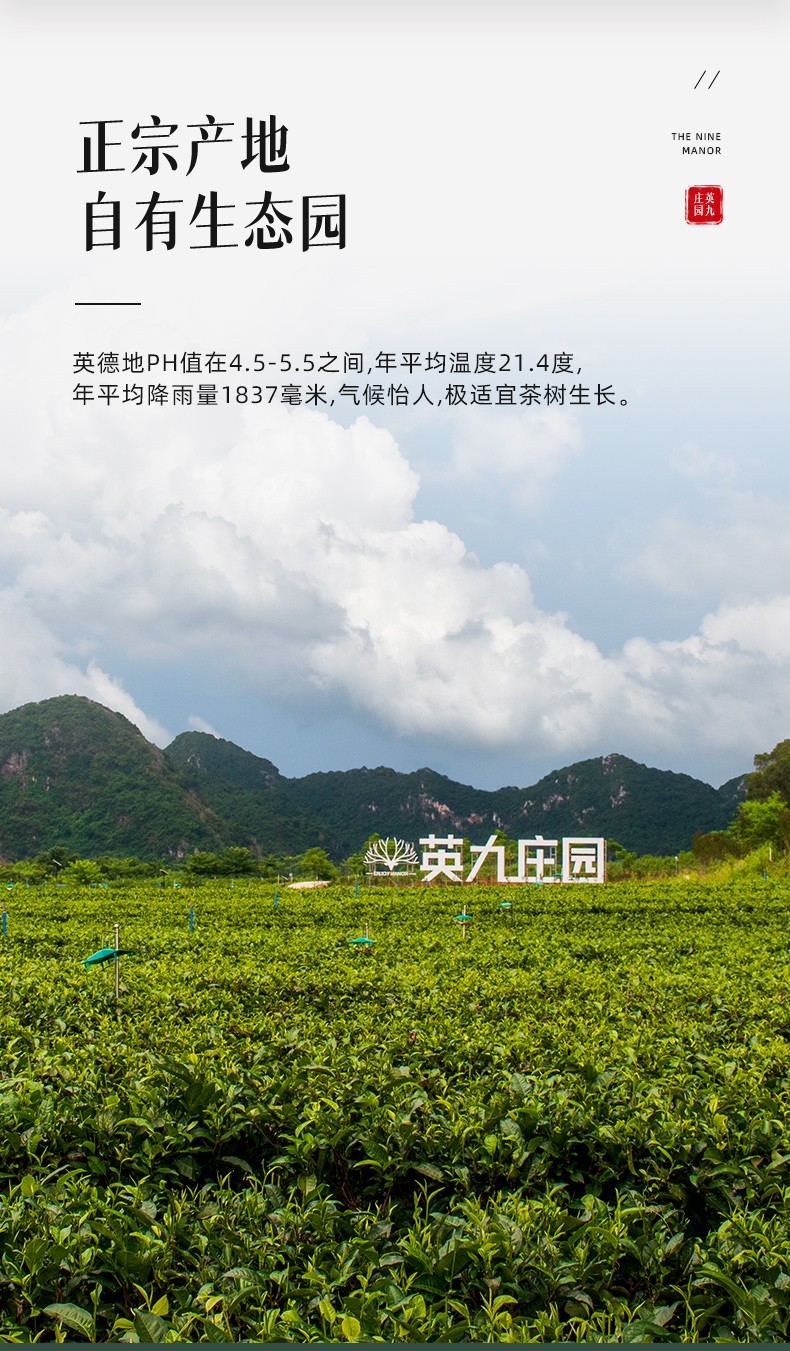 英九庄园英德红茶英红九号茶叶高档礼盒罐装包装一级浓香型养生养胃