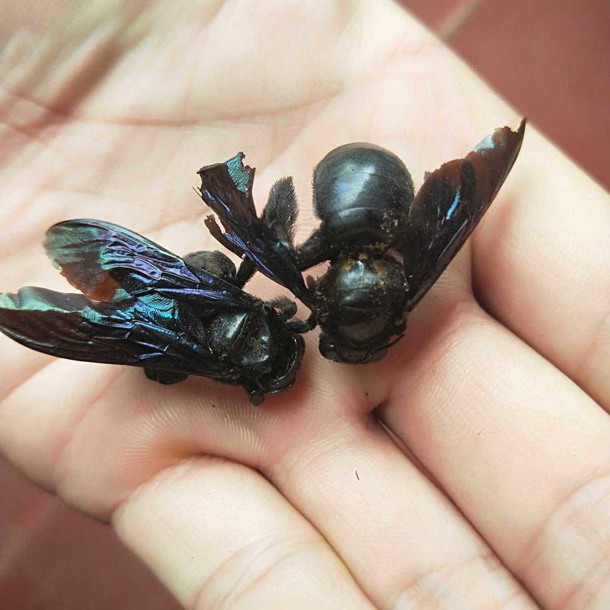 伟博广西竹蜂20只大盐竹蜂乌蜜蜂竹筒蜂中药材咸竹蜂泡水声哑咽痛50只