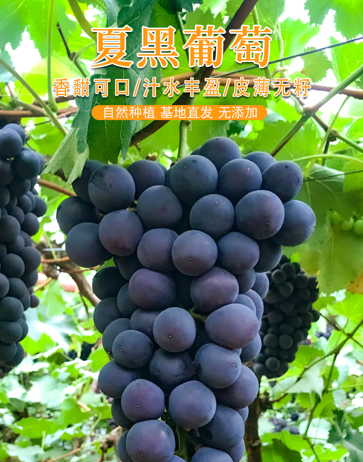 雲南夏黑葡萄新鮮採摘黑提子黑加侖藍莓葡萄奶茶專用無籽孕婦水果3斤