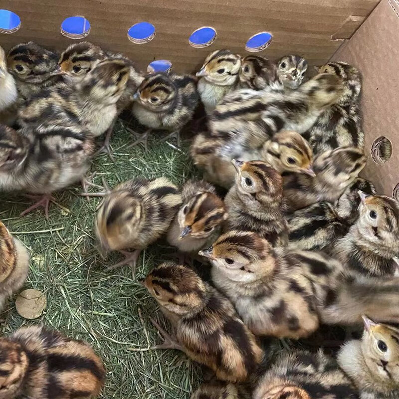 七彩山鸡幼苗活体出壳小山鸡活苗活物山鸡仔宠物 20只送5只路损(包活