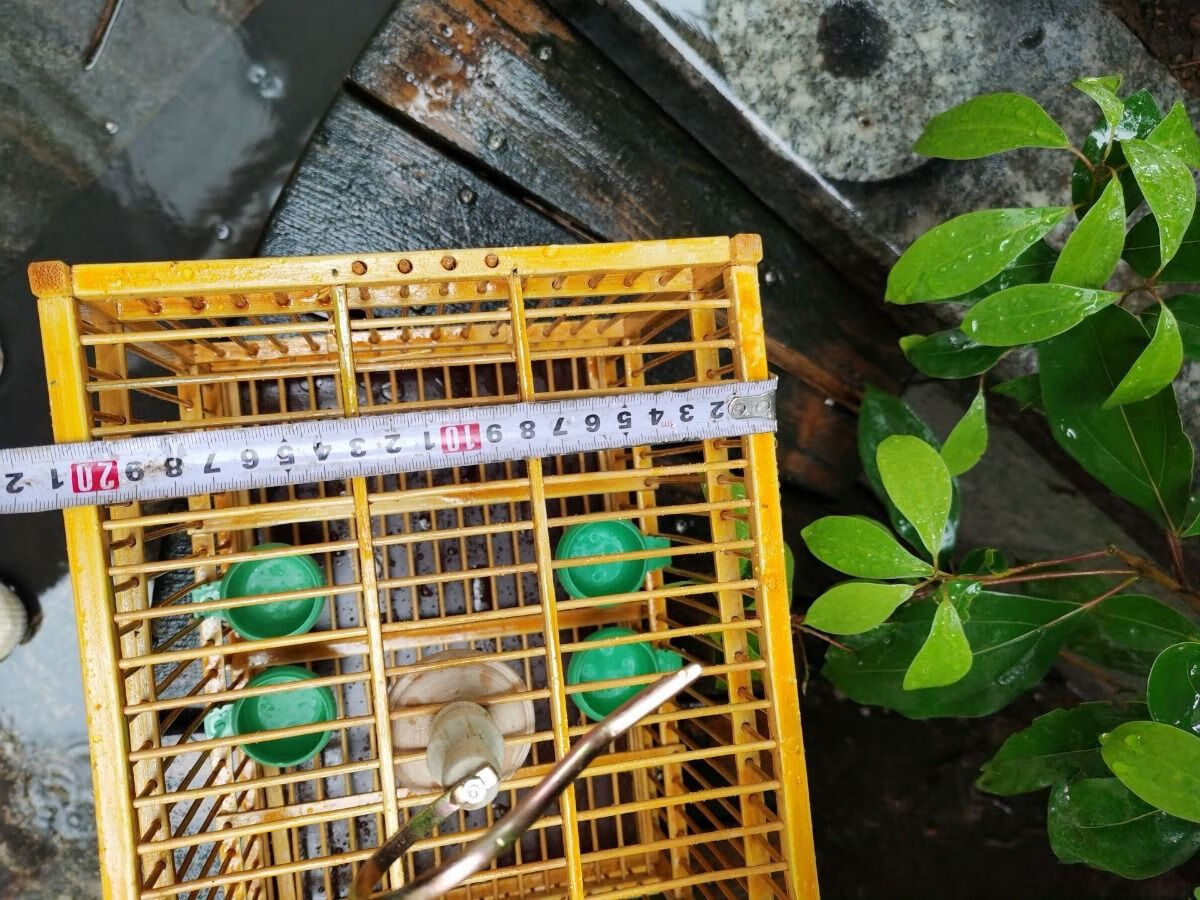 靛頦麻料柳鶯黃豆鳥麻雀蠟嘴繡眼鳥籠玉鳥相思鳥小方籠方形竹鳥籠長方