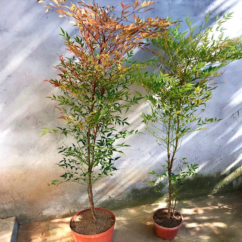 火焰南天竹变色四季红天竹盆景老桩树苗庭院室内客厅阳台盆栽竹子 20