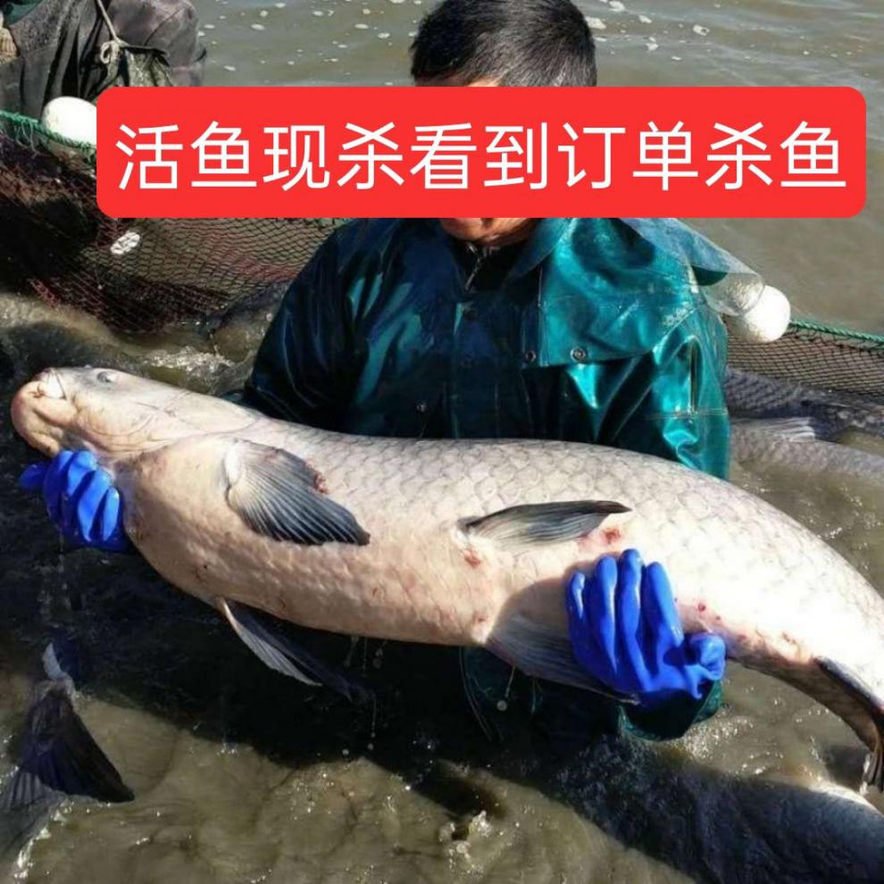 【好物推荐】鲜美惊当天打捞生螺丝混青混鱼子鲜味美活体现杀!