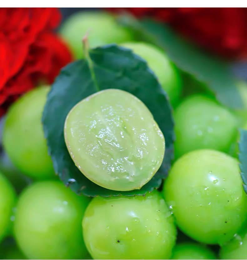 云南现摘阳光玫瑰葡萄香印青提当季水果晴王无籽新鲜提子迷你颗粒试吃