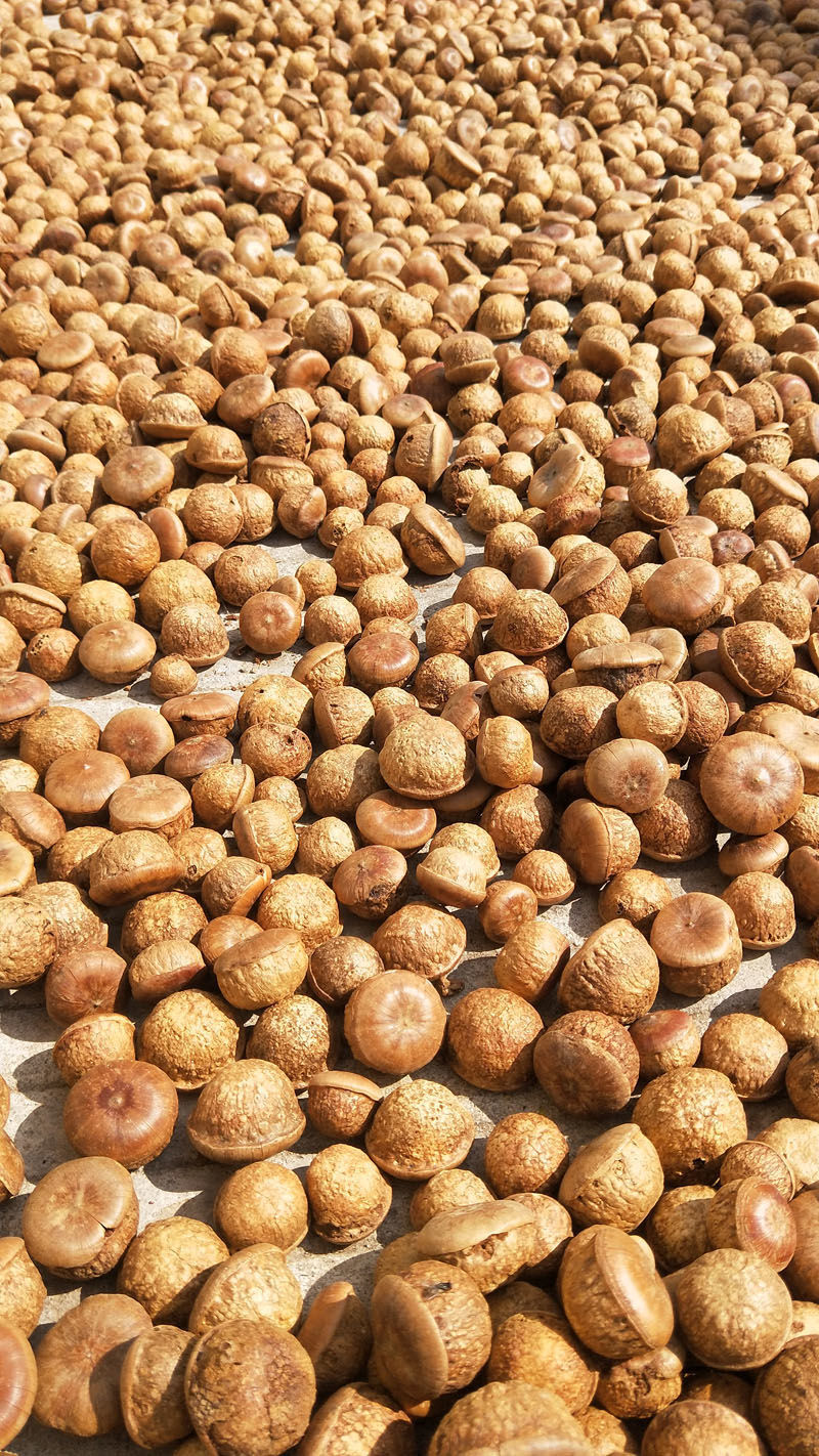 风流果野生精选果天竺粒广西特级果厚鳞柯泡酒煲汤料 250克(精选靓果)