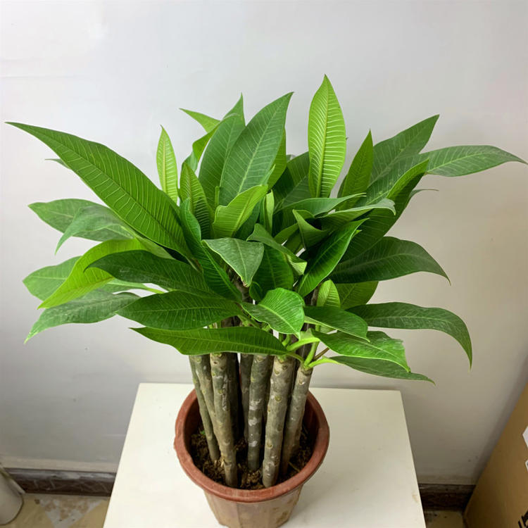 鸡蛋花苗精品盆栽花卉鸡蛋花树苗名贵珍品庭院植物易成活虎雀aa白黄色