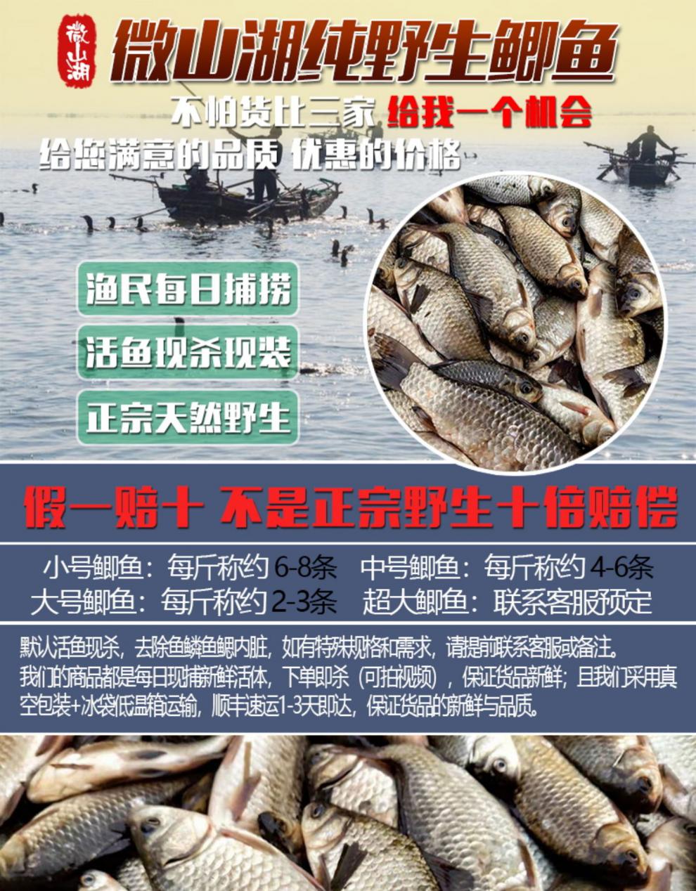 铭心 顺丰速运 不正宗退款 微山湖野生土鲫鱼新鲜活鱼小鲫鱼现杀鲜活