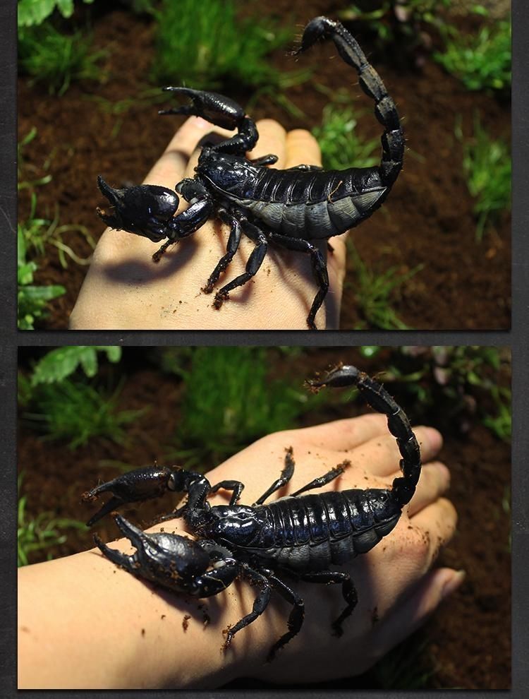 爬宠亚洲雨林蝎超大黑蝎子活体温顺可上手宠物【7月13日发完】 雨林蝎