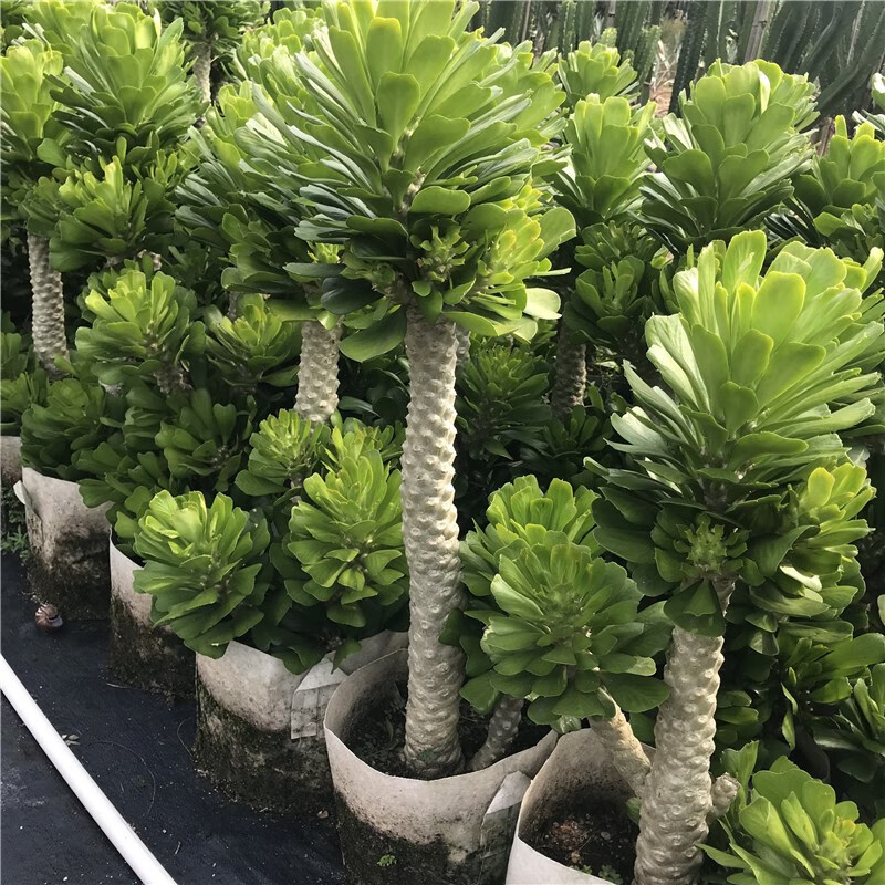 大型户外沙漠植物供应 贝信麒麟扇贝麒麟大戟科属仙人掌盆栽 贝信麒麟