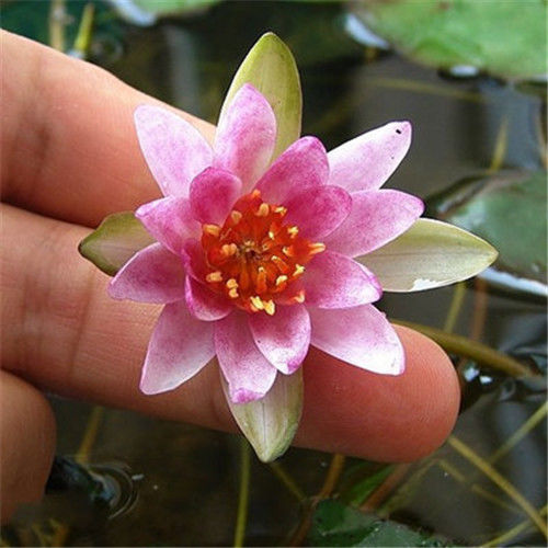 支持国货鸿星四季开花迷你小睡莲带芽根块碗莲微型荷花苗莲花盆栽水