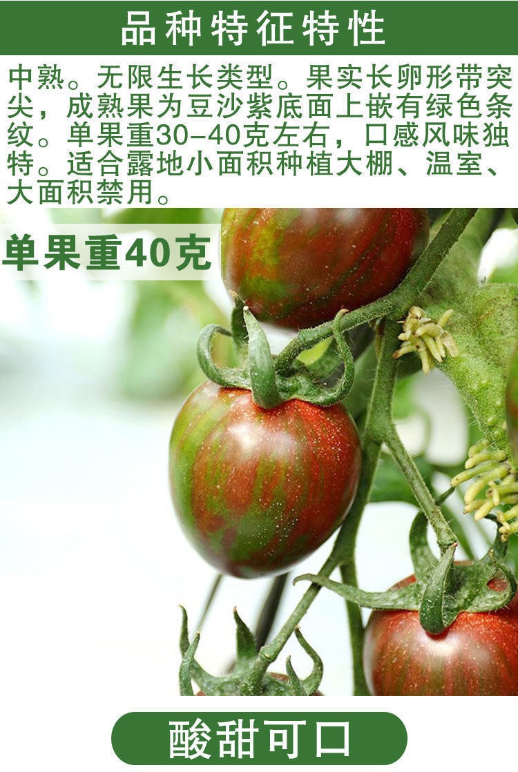 【精选现发】草莓番茄柿子种子紫色小西红柿东北稀有品种樱桃番茄酸甜