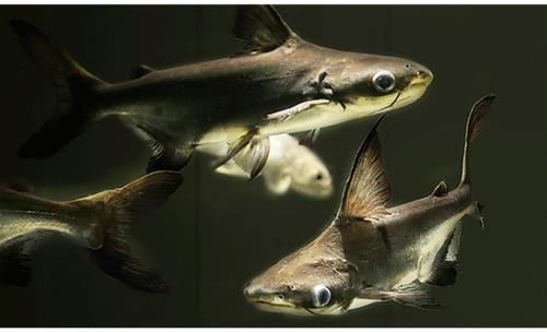 鱼大型虎头鲨大白鲨鱼成吉思汗鲨鱼龙鱼配鱼 10-11cm蓝鲨1条【图片