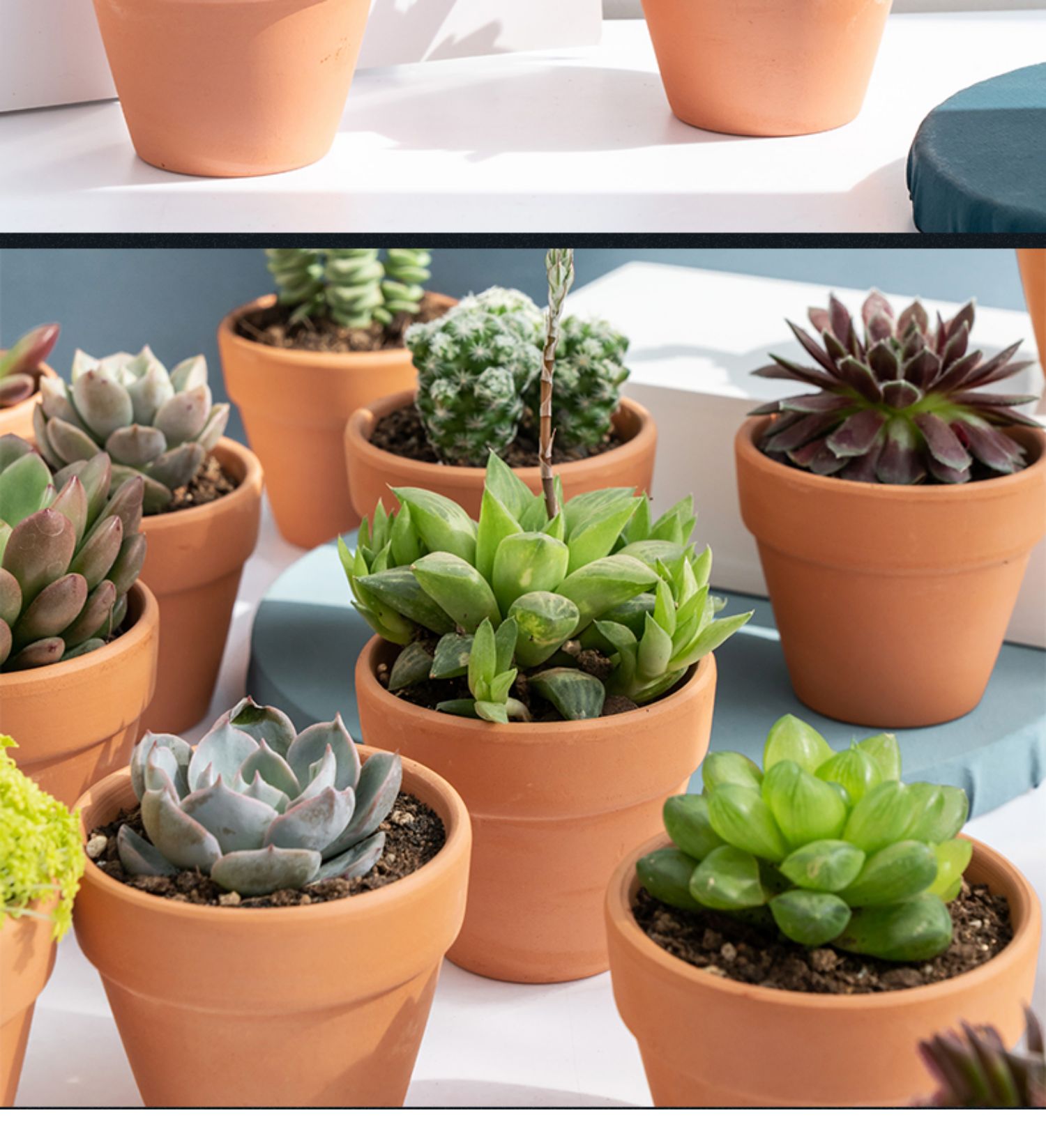 仙人掌办公室桌面迷你多肉植物植物组合盆栽万重山芦荟仙人球玉露 红