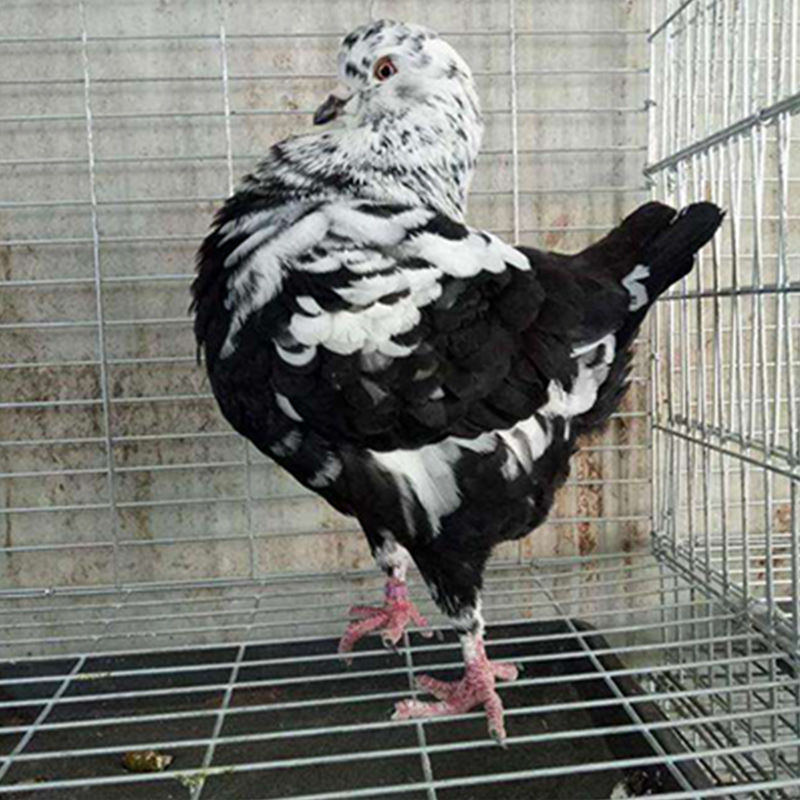 京选推荐巨型元宝鸽子活观赏鸽青年鸽公斤肉鸽大元宝种鸽落地王鸽活物