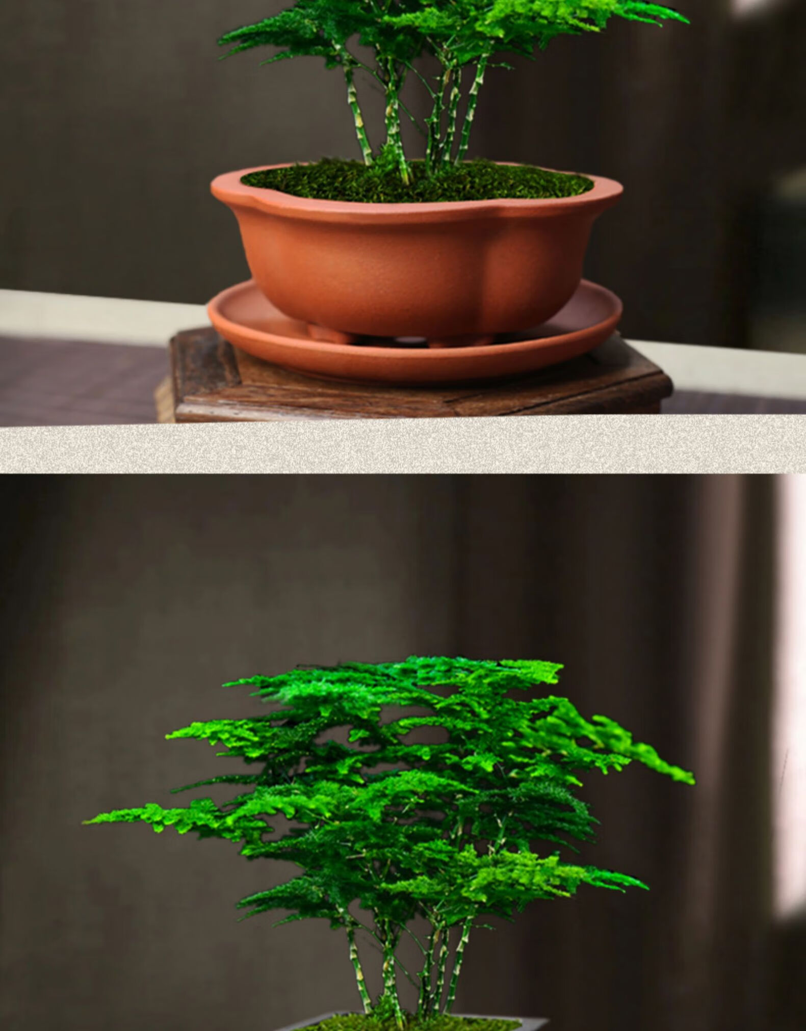 四方包口凹面红泥紫砂盆唐山云松 底盘 带盆栽好【图片 价格 品牌