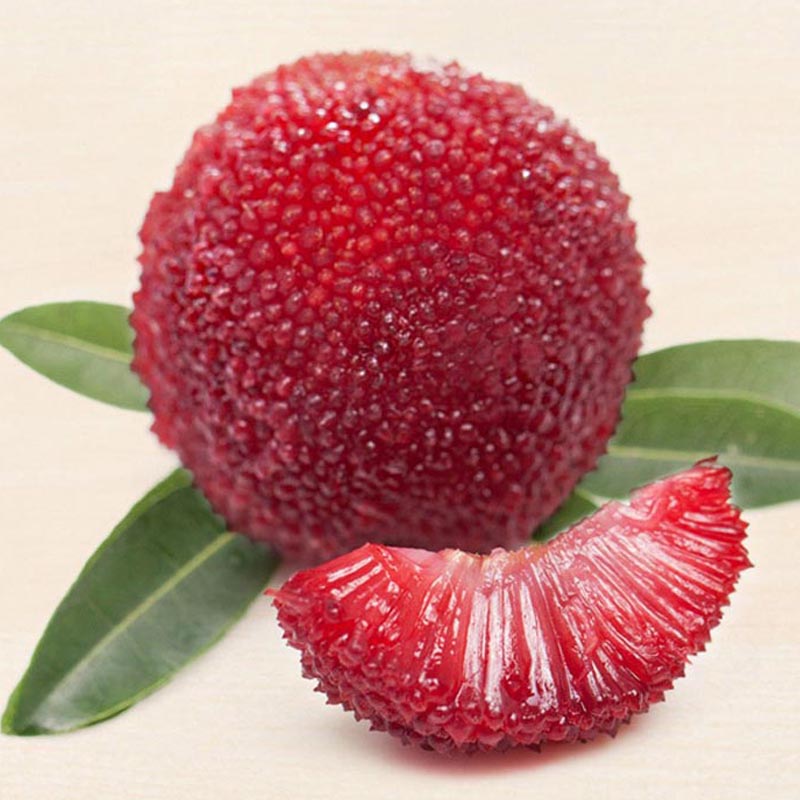 轻恋苏州西山乌紫杨梅新鲜水果5斤礼盒装顺丰son2500g