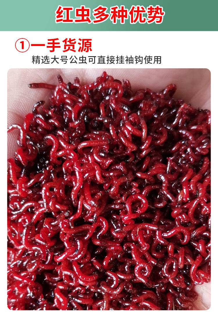 红虫活饵料红虫活饵鲜活黑头公虫活体特大号垂钓拉饵鱼食鲫鱼饵料鱼饵