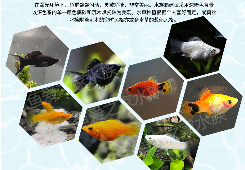 金银黑皮球玛丽除油膜 胎生鱼红箭红白剑米奇月光牡丹小型活体鱼 2