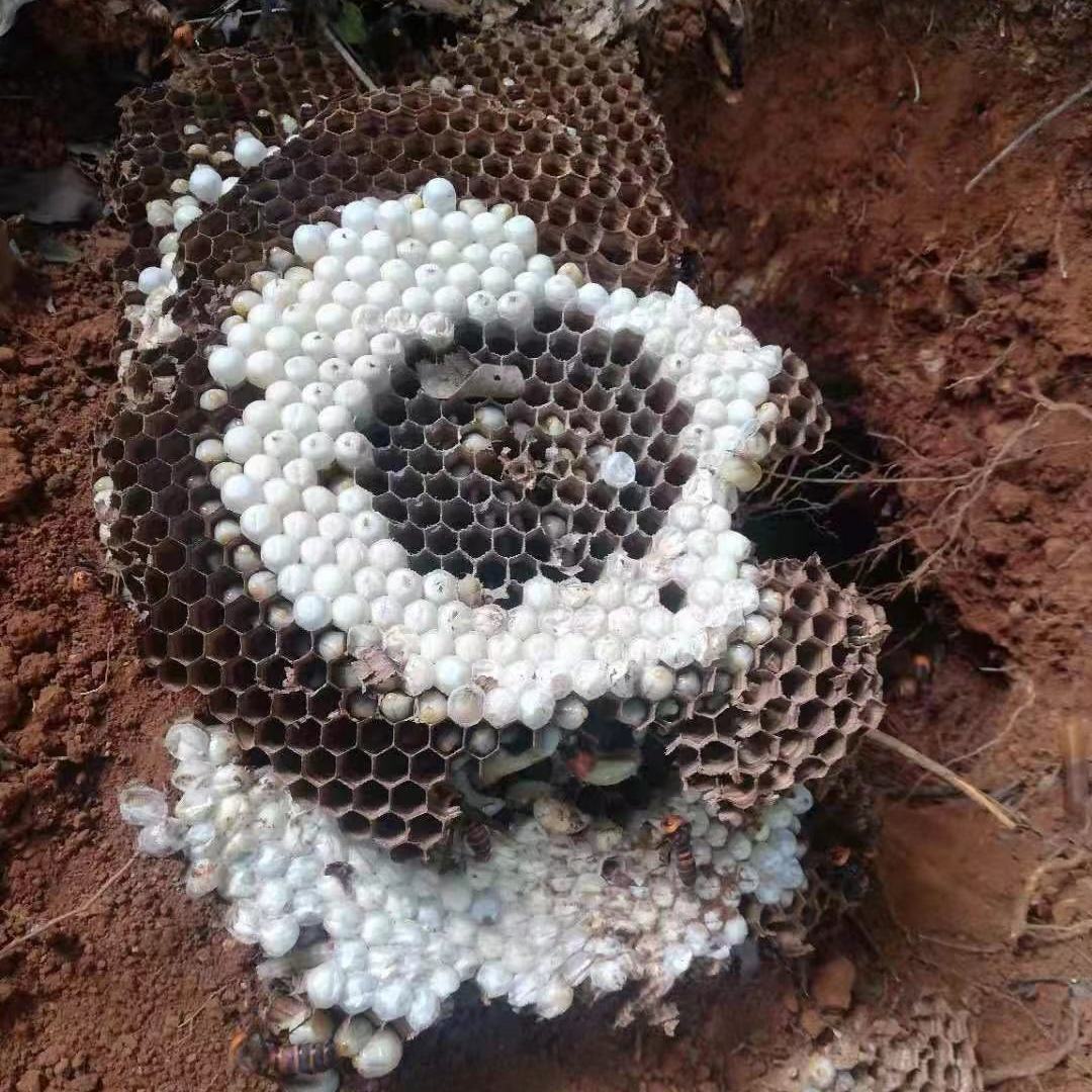 伟博地龙蜂老虎蜂金环大虎头蜂筑巢土地蜂马蜂蚂蜂胡蜂牛角蜂泥头黄蜂