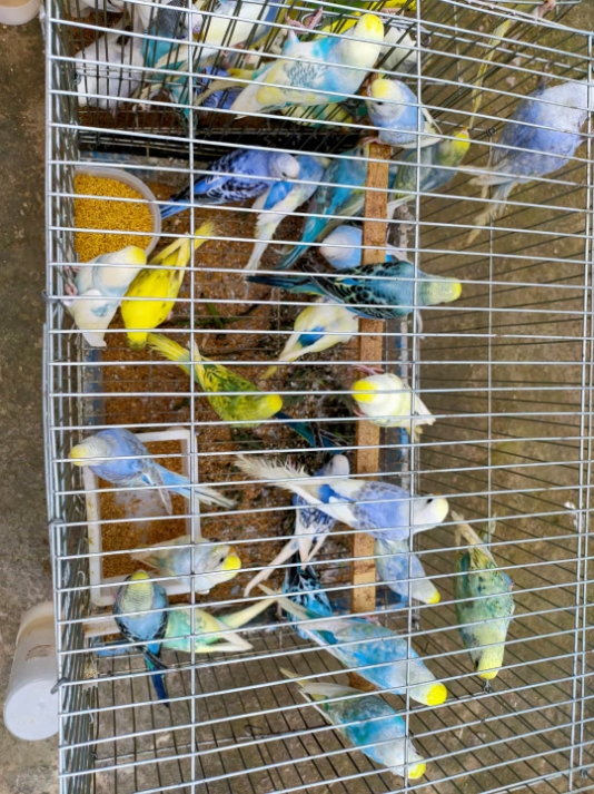 热卖特色金彩鱼鳞虎皮大头鹦鹉宠物玄凤活体鸟会说话的鸟活物雏鸟成年