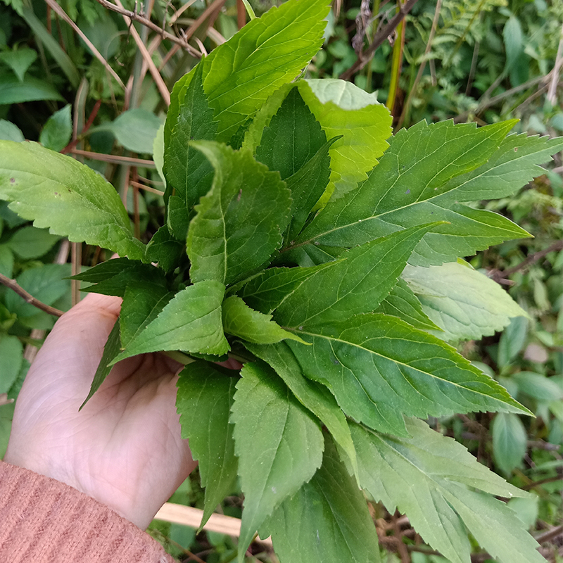 净樱 重庆原生态纯野苦菜公去热野菜苦斋婆苦丁菜酱败菜2斤现摘 1000g