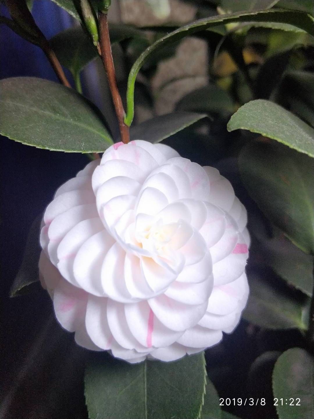 (中国十大品种茶花)十八学士茶花一树多色名贵茶花多色多当年开花