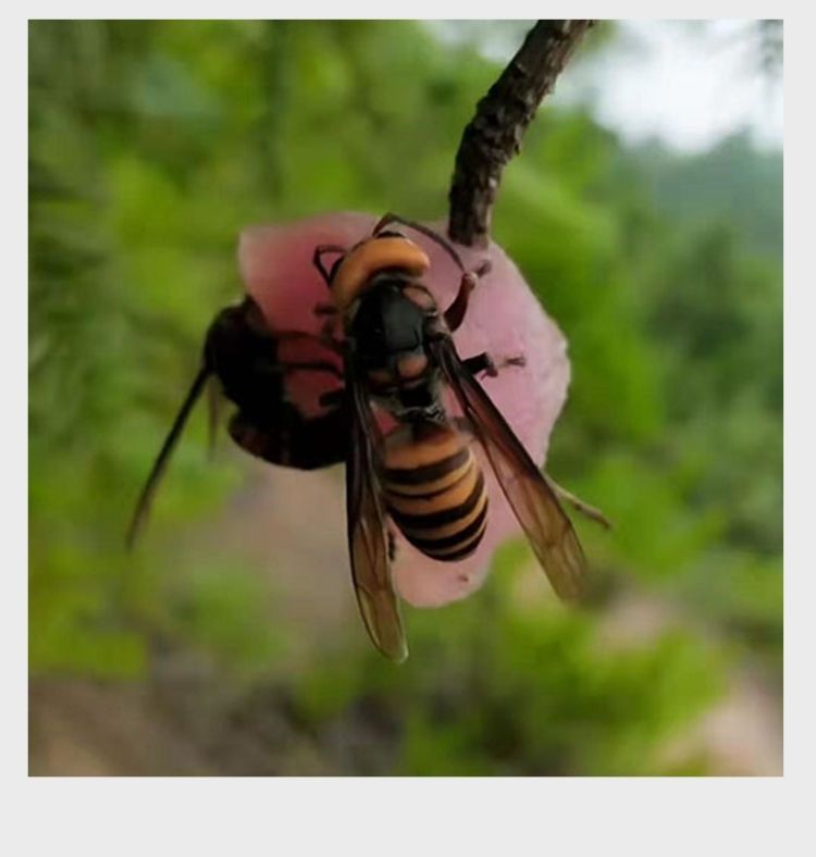 伟博诱蜂水马蜂野外诱蜜蜂招蜂水蜂药100g金环胡蜂500g招引蜂诱蜂神器