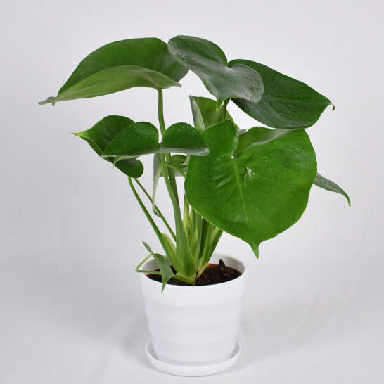 吸甲醛新房龟背竹盆栽水养土养花卉植物花苗室内绿植盆景龟背竹3040