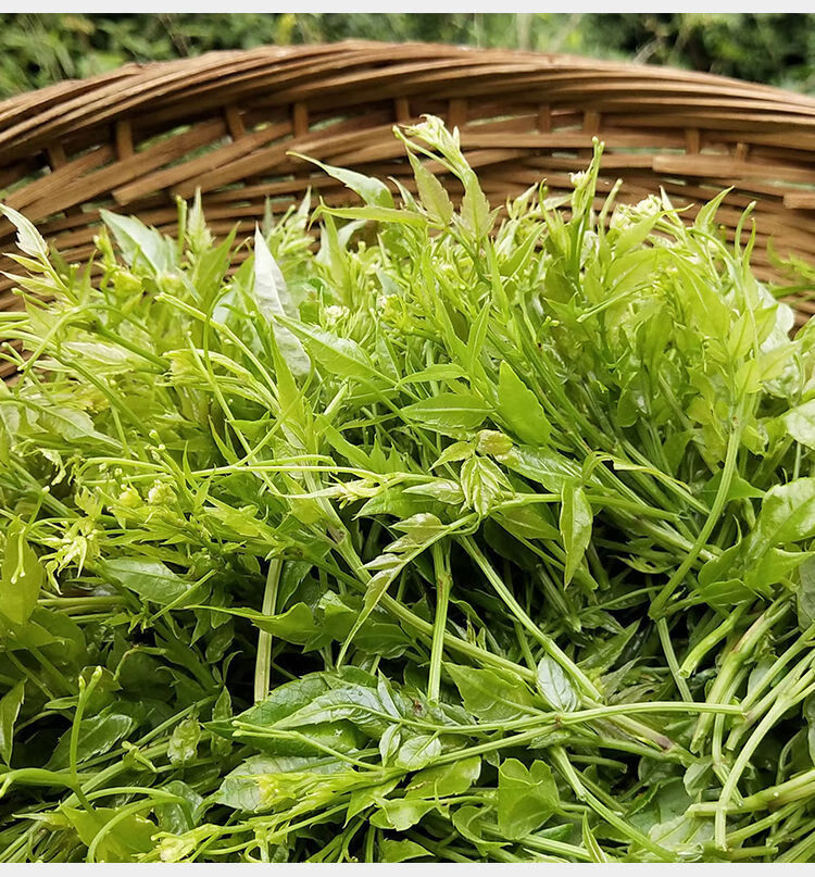 张家界莓茶野生咽喉茶土家龙须嫩芽尖霉茶正宗长寿藤茶莓茶永顺莓茶芽