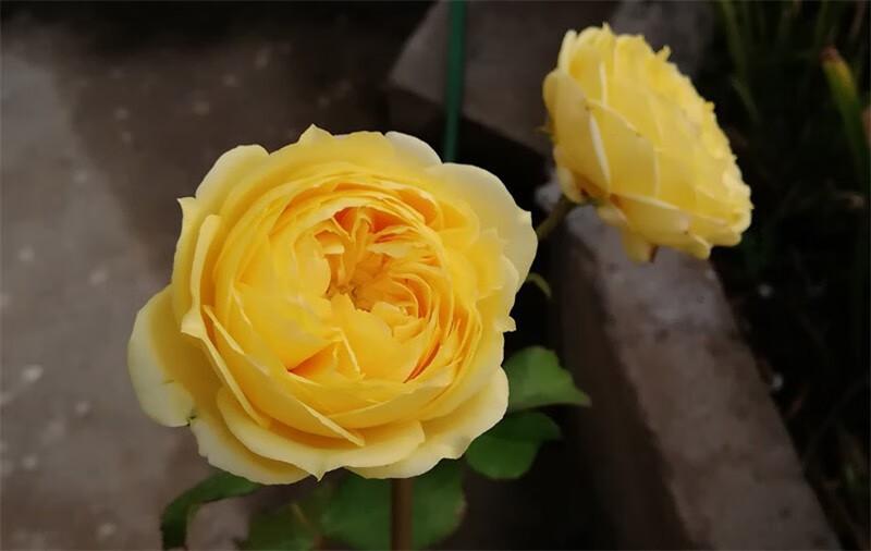 花仙知小黄鸡月季花大苗欧月阳台浓香特大花花卉绿植物室内庭院盆栽花