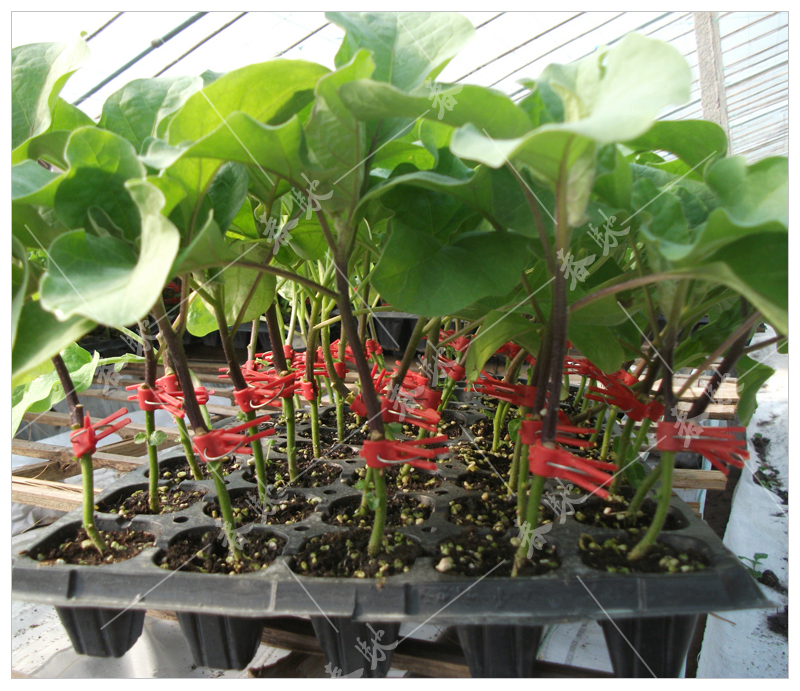 京丰嫁接茄子砧木种子托鲁巴姆野生茄子砧木种籽耐病出芽率高5克托鲁