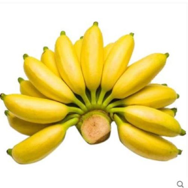 媚调 皇帝蕉小香蕉10斤广西水果整箱黄帝蕉拇指粉焦甜糯蕉 3斤【图片