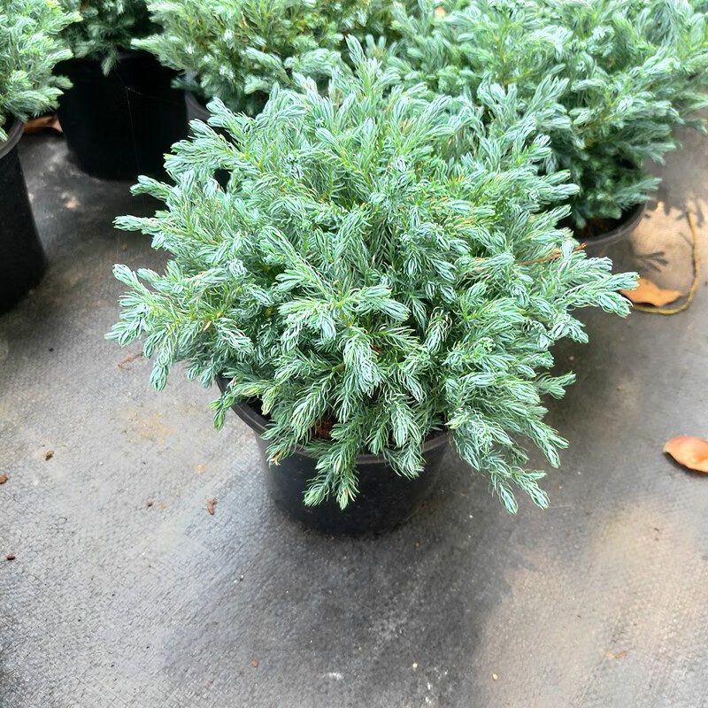 山头林村蓝湖柏盆栽蓝色波尔瓦蓝柏蓝冰柏卷柏净化空气耐寒花园绿植