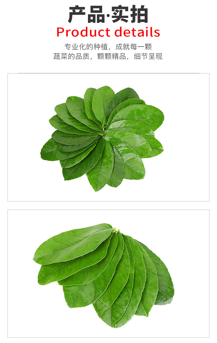 顺丰速发 新鲜香水柠檬叶500g泰式香料腌制烹饪调料冬阴功汤料食材