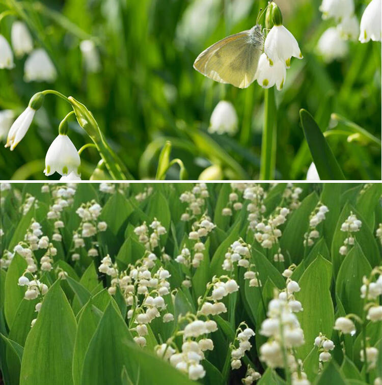 铃兰花盆栽小型绿植根茎阳台室内z2sm彩色铃兰10颗其他