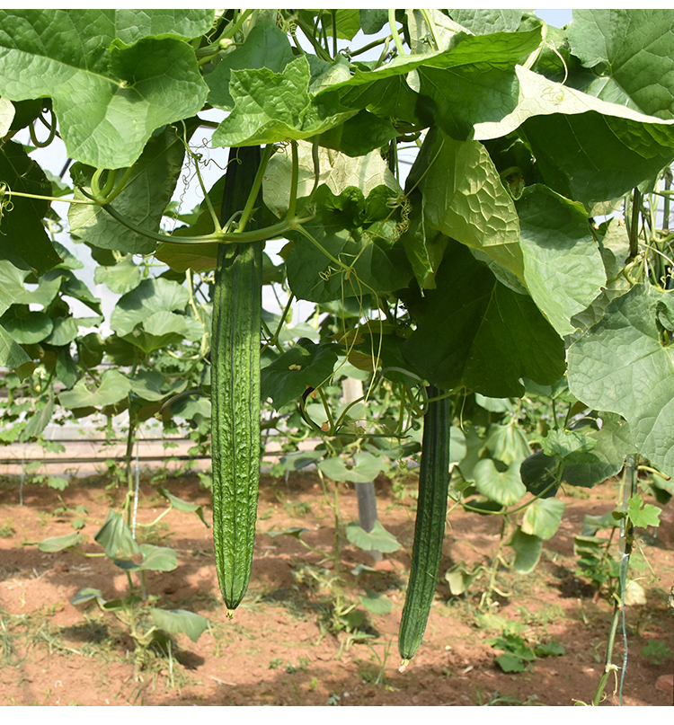 丝瓜种子水丝瓜种籽八棱瓜八角丝瓜种孑长丝高产春季