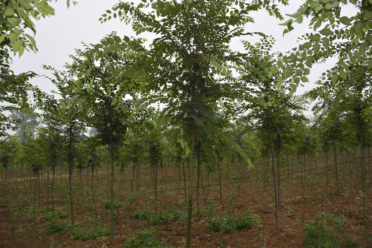 榆树苗速生榆树小苗庭院绿化苗木可食用小叶榔榆苗白榆榆钱树地栽