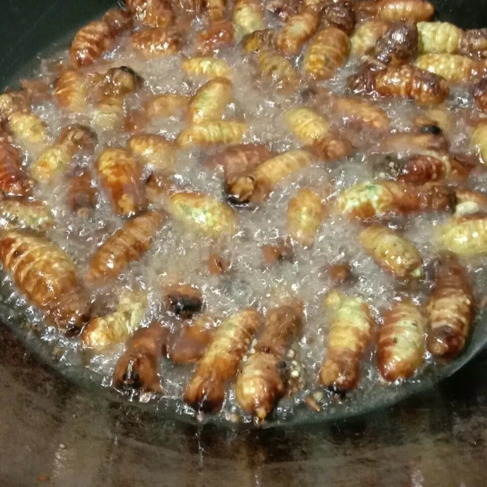 北京同仁堂原料东北特产 生鲜满籽母蚕蛾 个个满籽 绍蛾 就是母蛾绍完