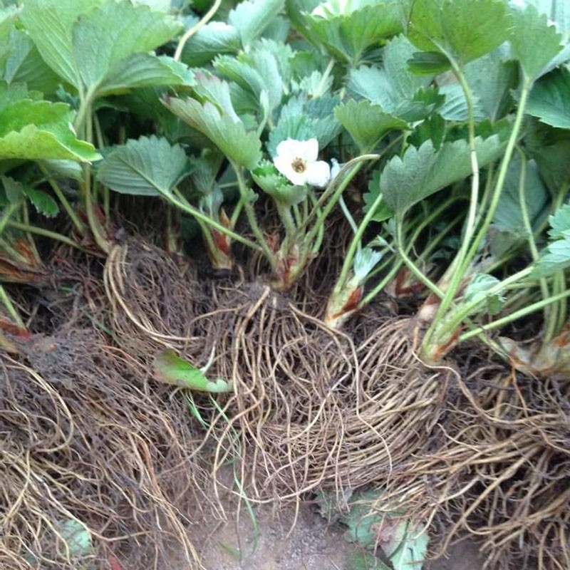 民汇园草莓苗 盆栽草莓苗子水果苗奶油草莓苗个大味甜种植简单多年生