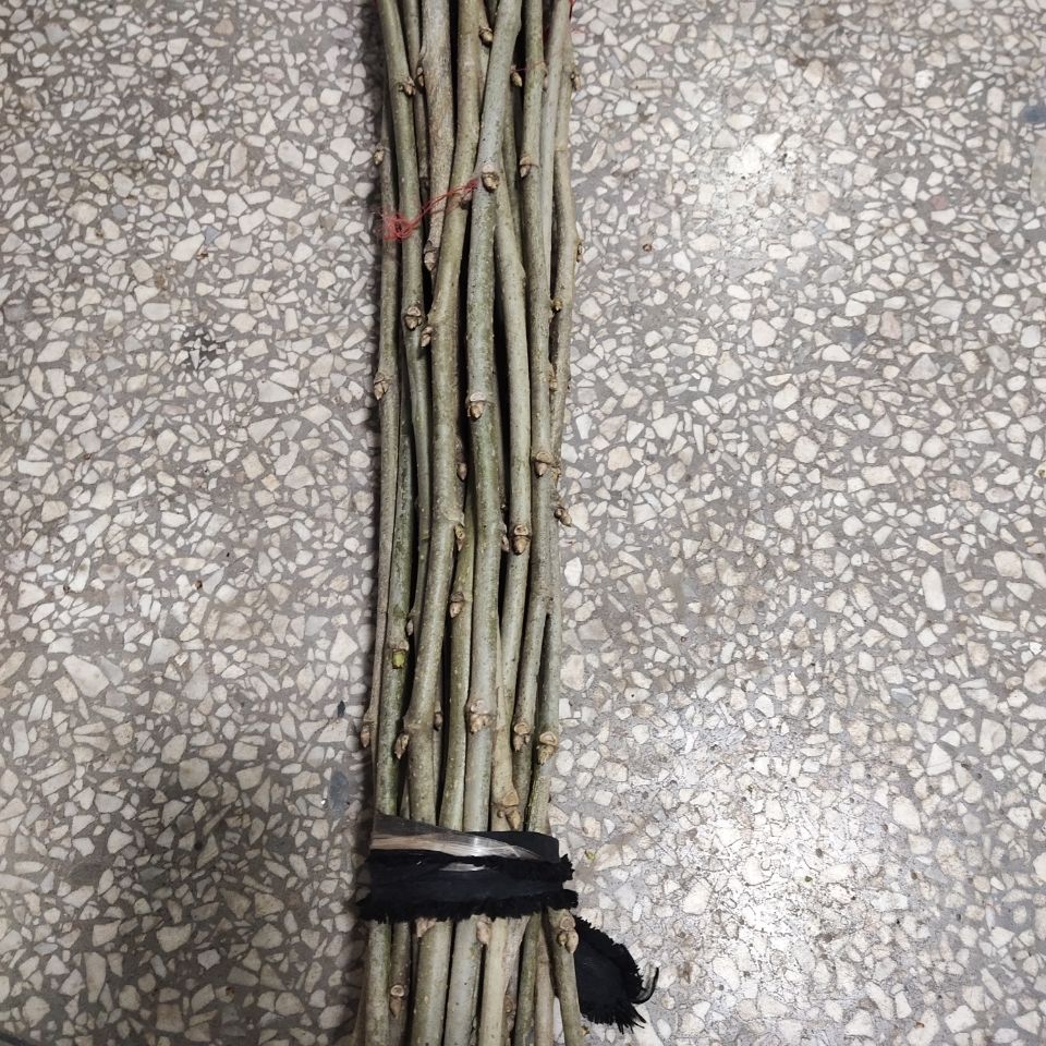 野生新鲜现采带皮桑枝棒经络养生拍打棒干桑枝条桑木棍破关桑树枝