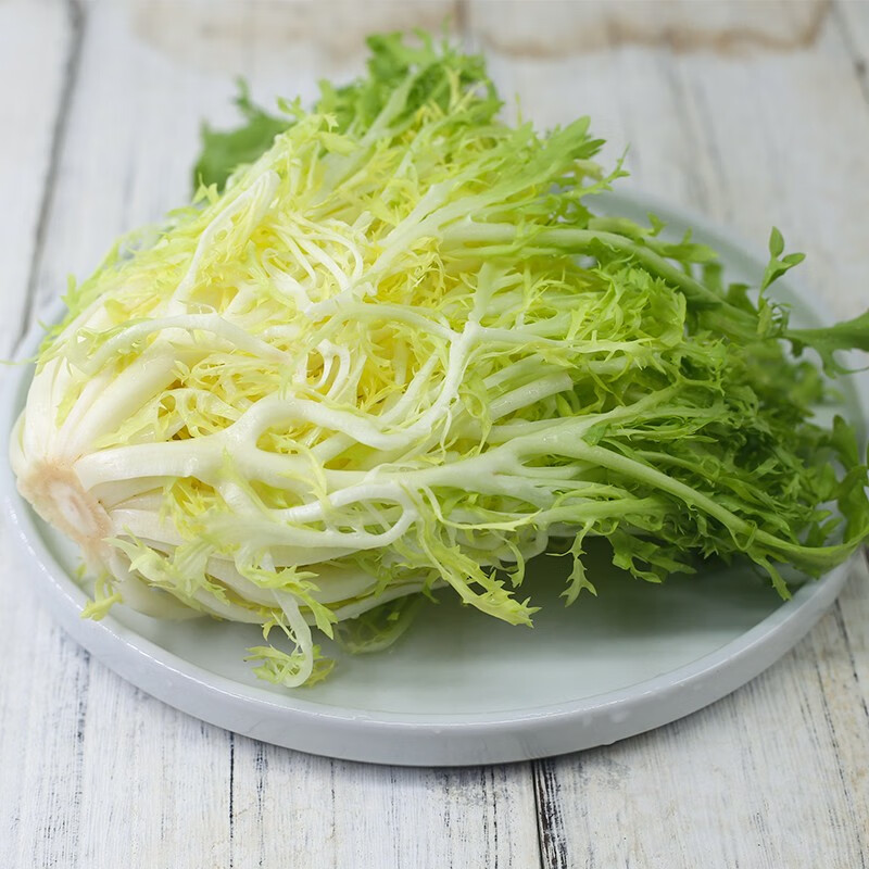 新鲜黄心苦菊苦细叶生菜 新鲜苦苣九芽狗牙菜苦细叶生吃蔬菜沙拉西餐