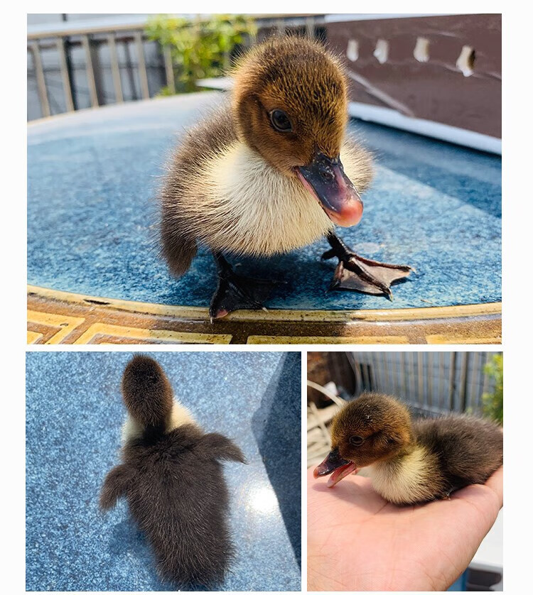 正宗柯尔鸭活 宠物可达鸭活物小鸭子活的真小鸭子宠物幼崽活苗 4只(2
