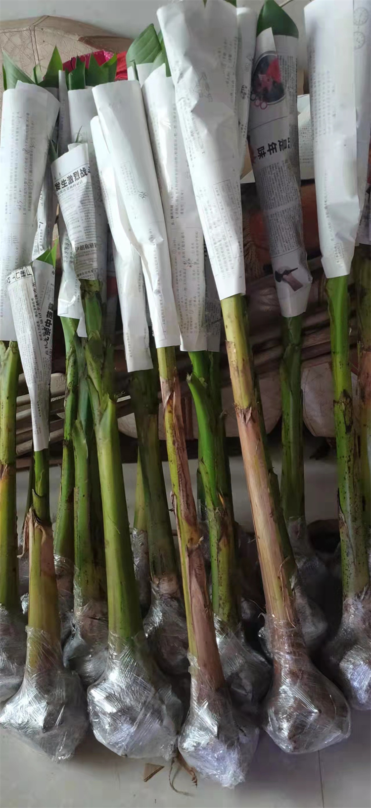 芭蕉树苗庭院大型绿植花卉芭蕉苗 北方耐寒观赏芭蕉树苗盆栽大叶植物