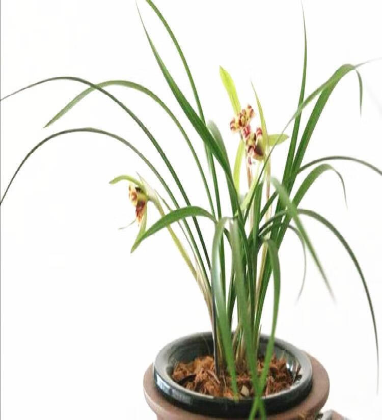 茗播头采2022新茶踏雪兰妃茶兰香型浓香特级兰花茶单芽碧池兰妃茶叶